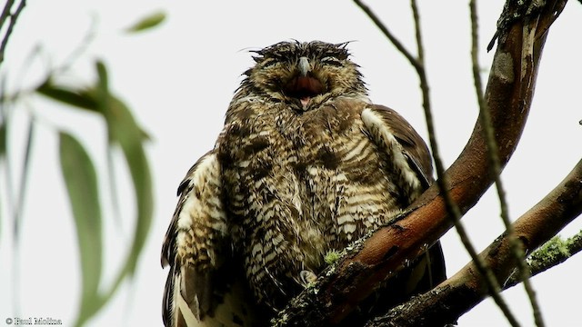 Great Horned Owl - ML423106441