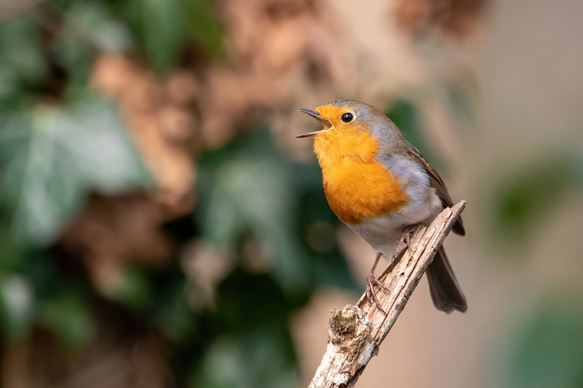 European Robin - ML423106971