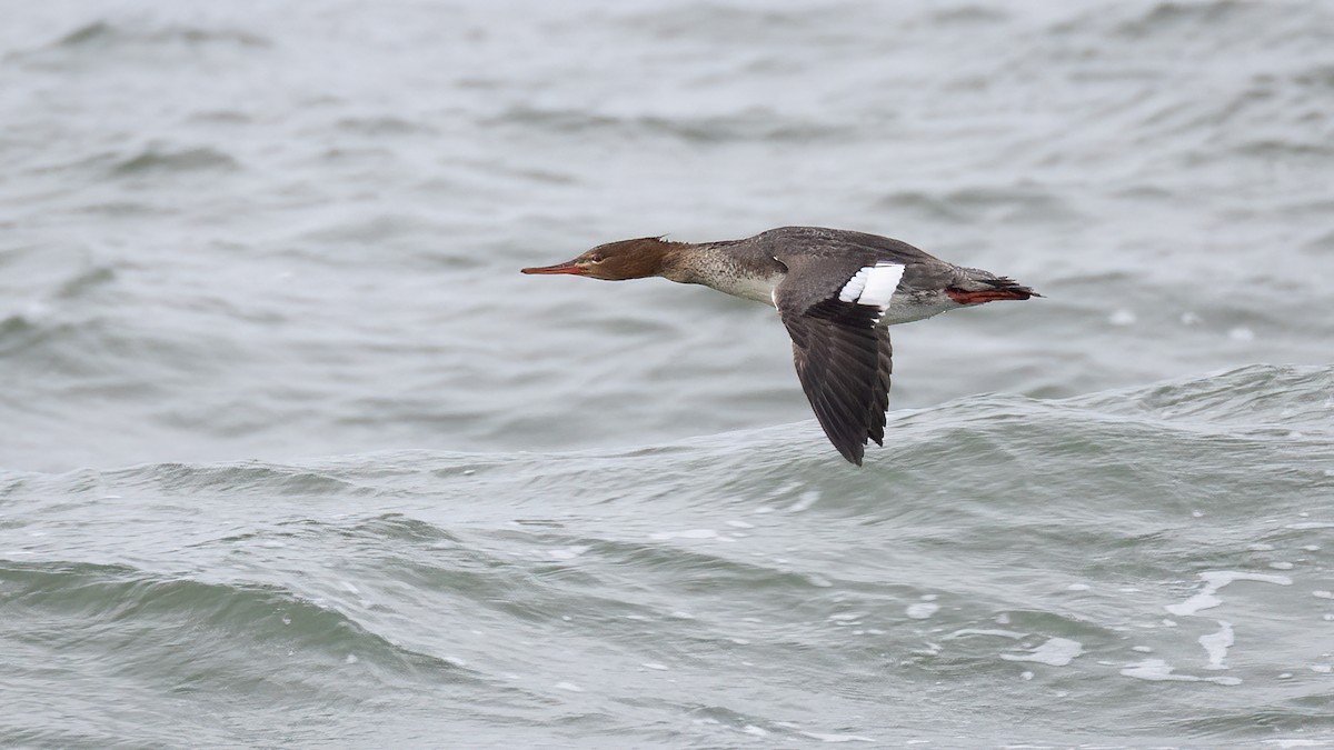 Red-breasted Merganser - Lyall Bouchard