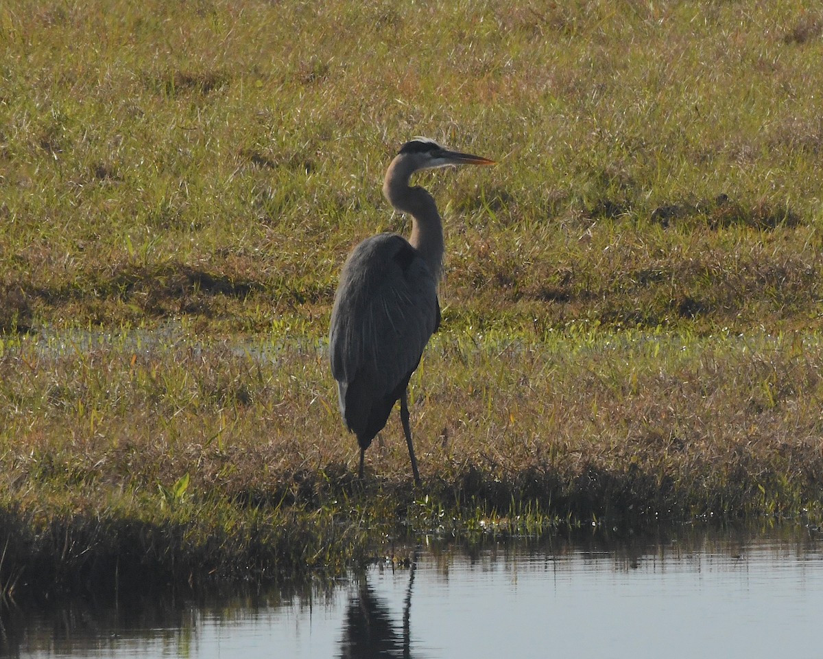 Great Blue Heron (Great Blue) - Ted Wolff