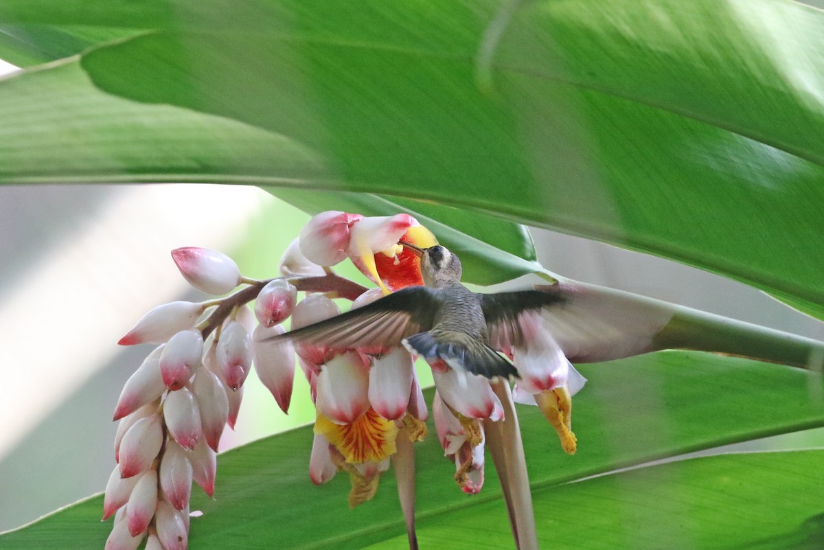 Long-billed Hermit - ML423109521