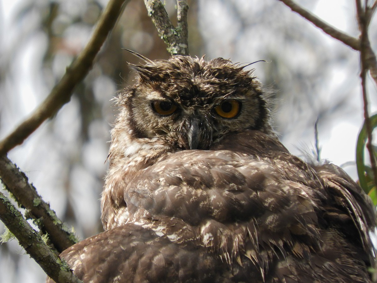 Great Horned Owl - ML423109691