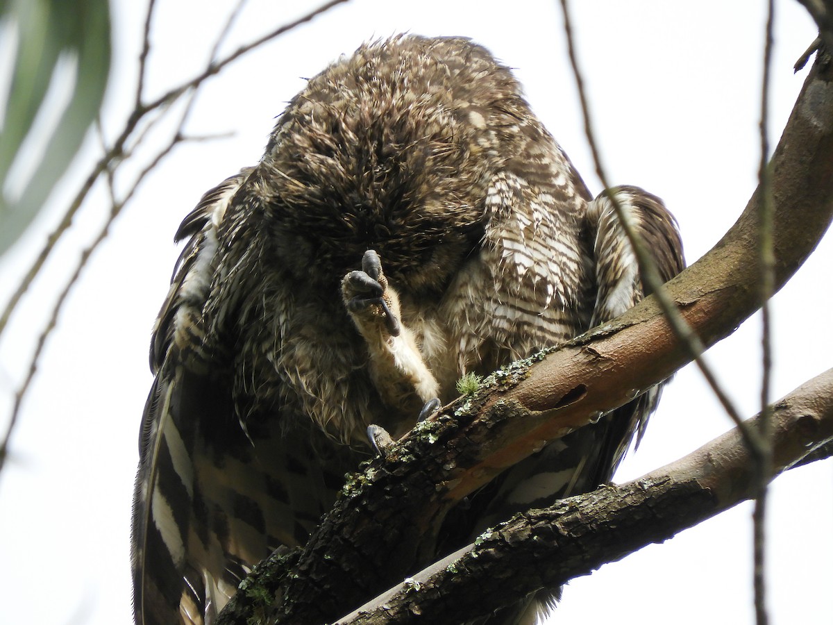 Great Horned Owl - ML423109711