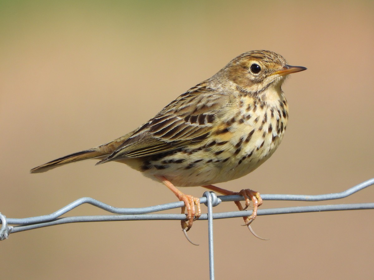 Meadow Pipit - ML423109751