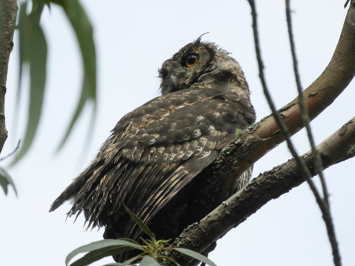 Great Horned Owl - ML423109781