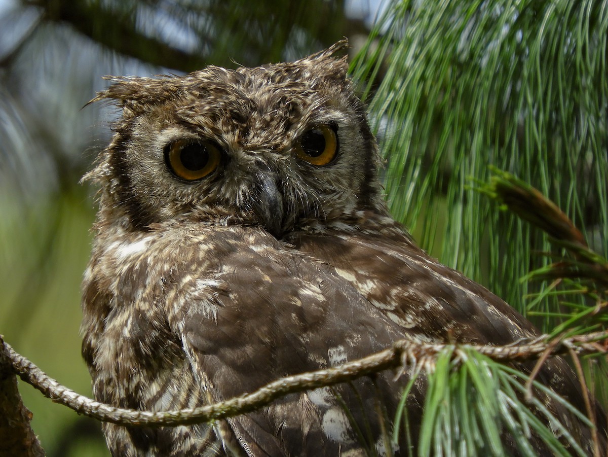 Great Horned Owl - ML423110131