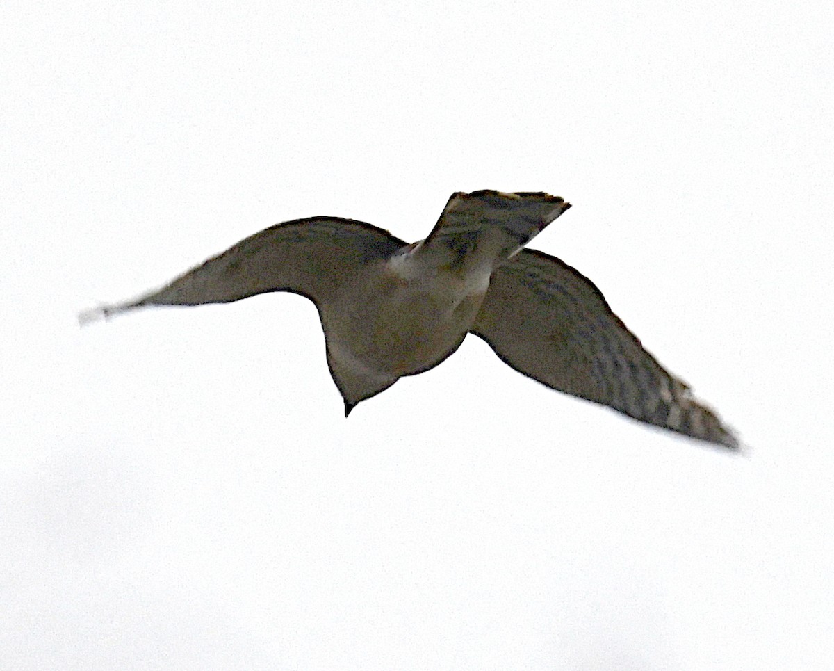 Sharp-shinned Hawk - Glenn Wyatt