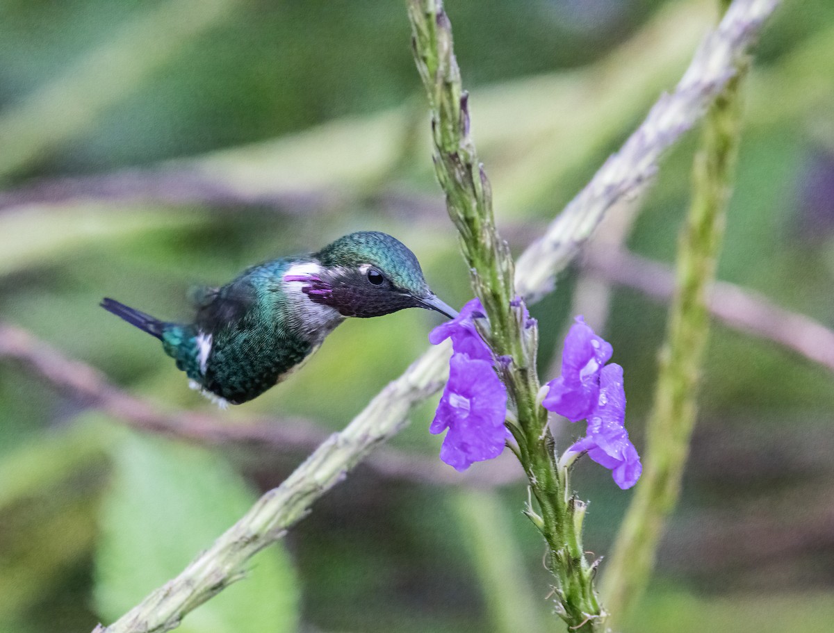 Colibri d'Héliodore - ML423113251