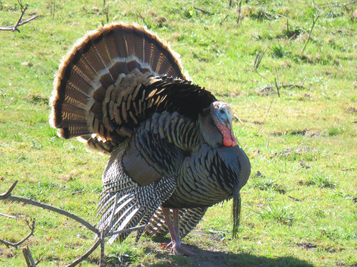 Wild Turkey - ML423113491