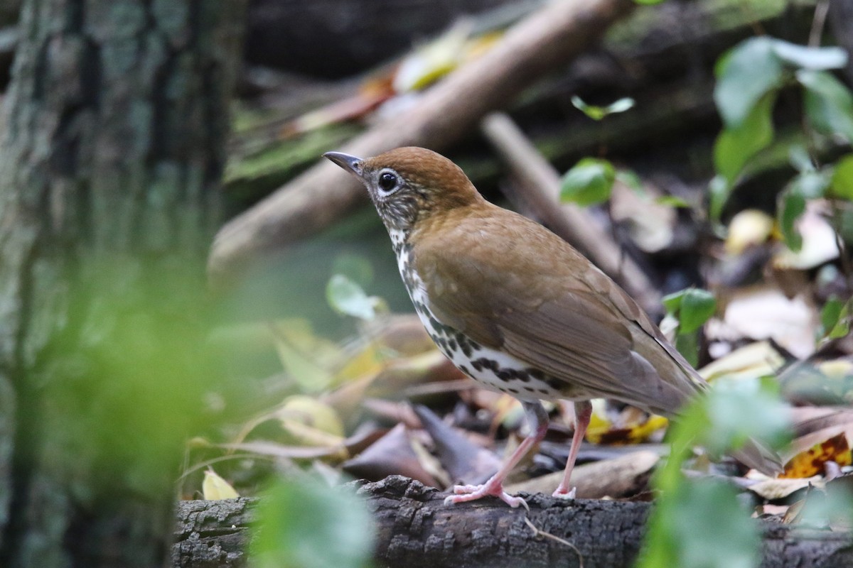 Wood Thrush - ML423114271