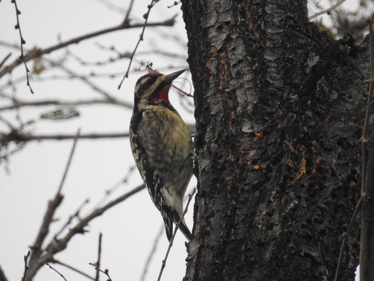 Red-naped Sapsucker - ML42311431