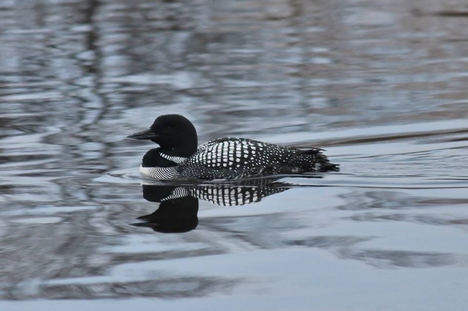 Common Loon - ML423115691