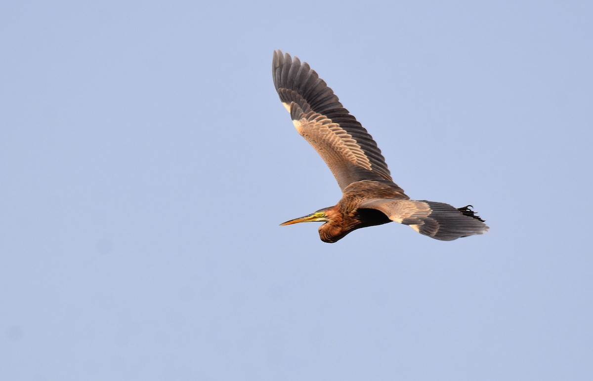 Purple Heron - ML423115801