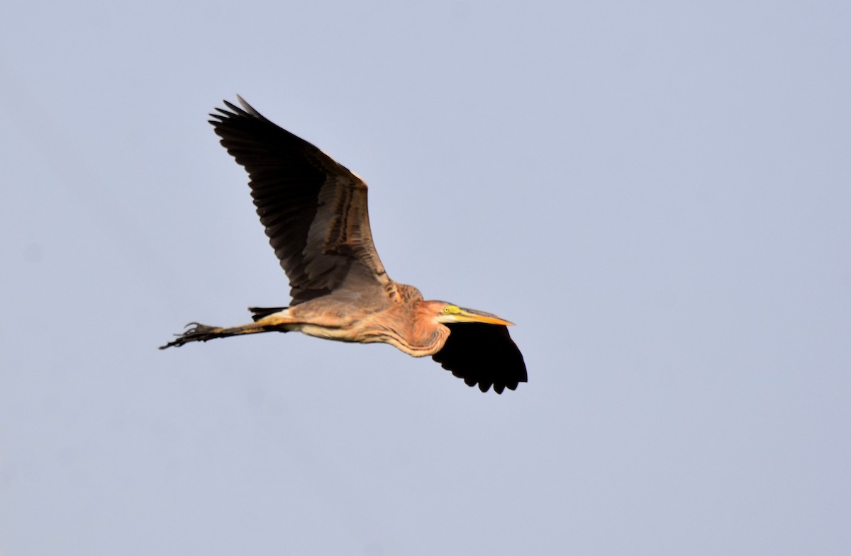 Purple Heron - ML423115851