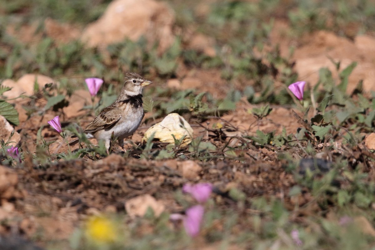 Calandra Lark - ML423117081