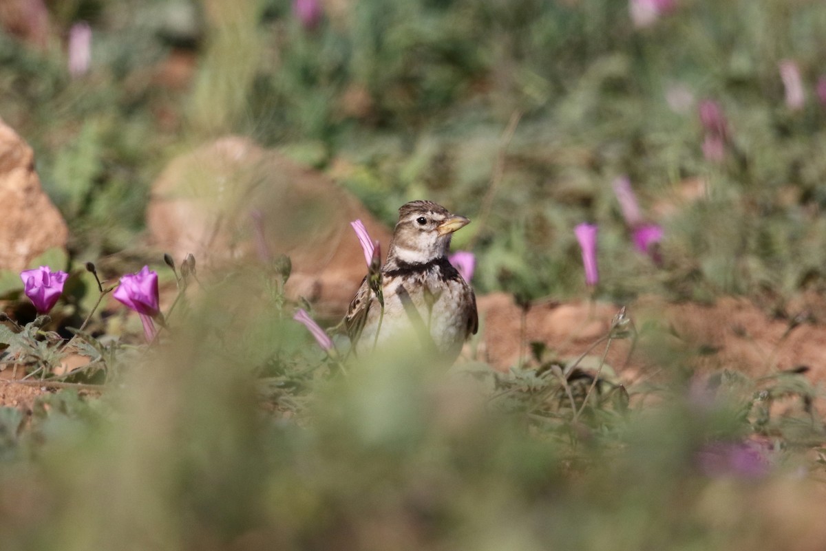 Calandria Común - ML423117091