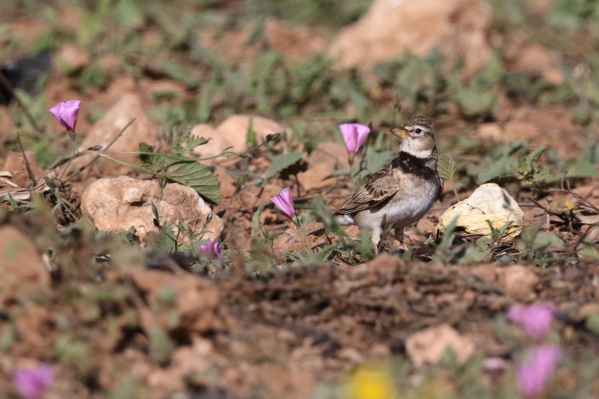 Calandra Lark - ML423117111