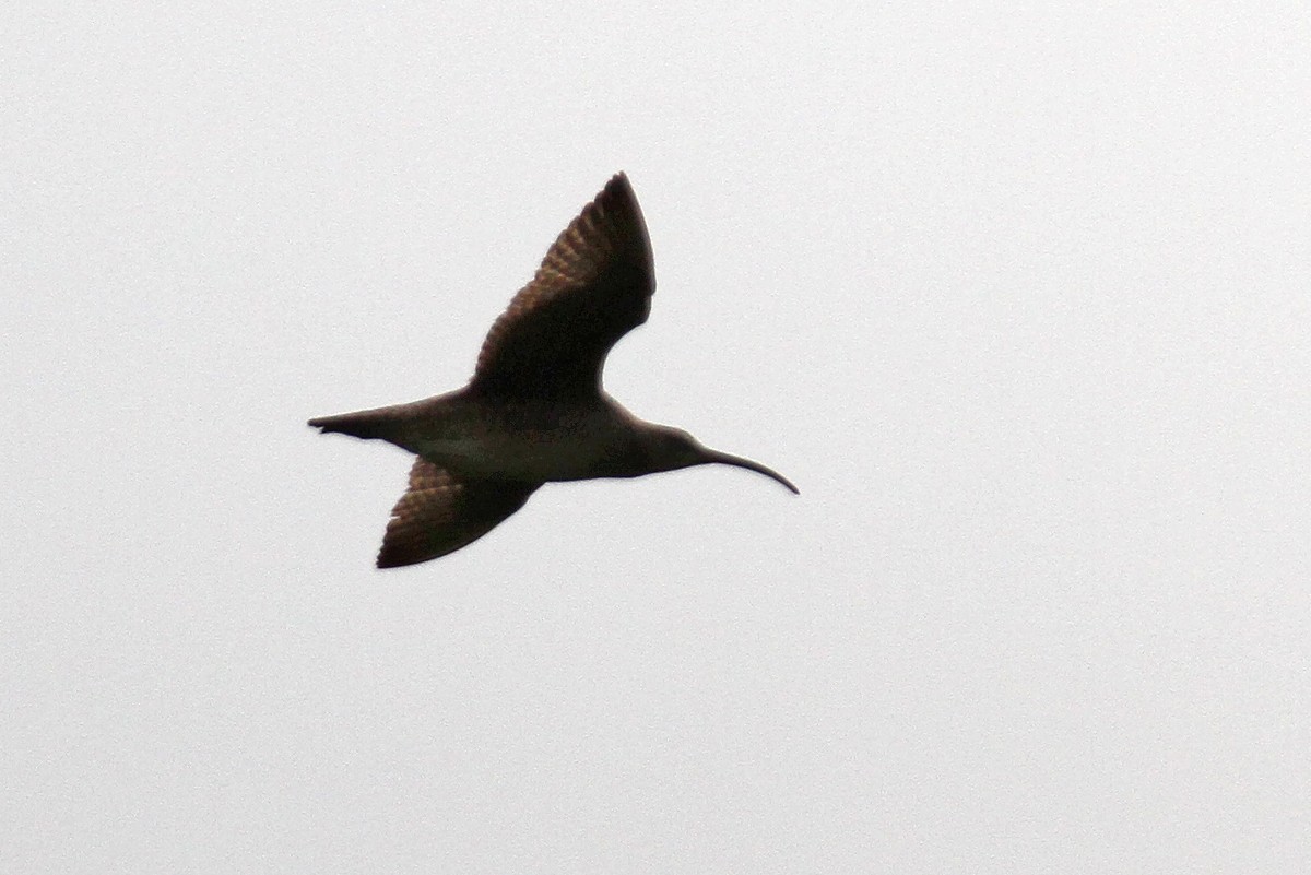 Whimbrel - ML423117291