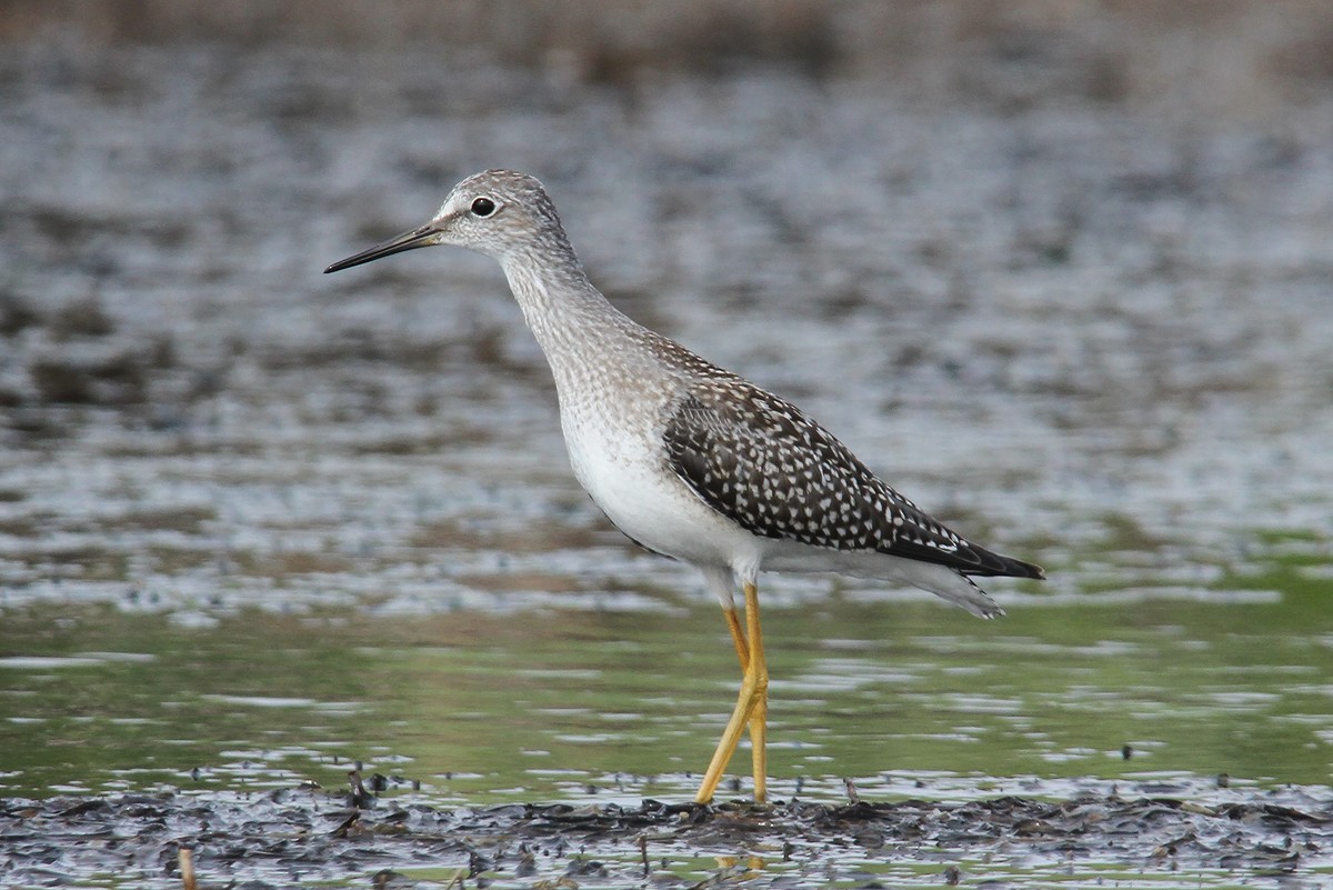 Lesser Yellowlegs - Michel Juteau