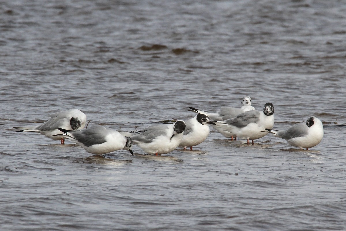 Mouette de Bonaparte - ML423117511