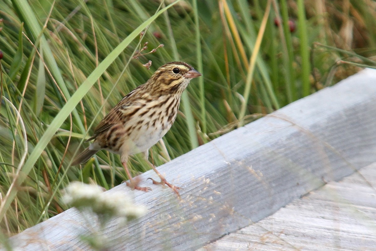 Savannah Sparrow - ML423117541