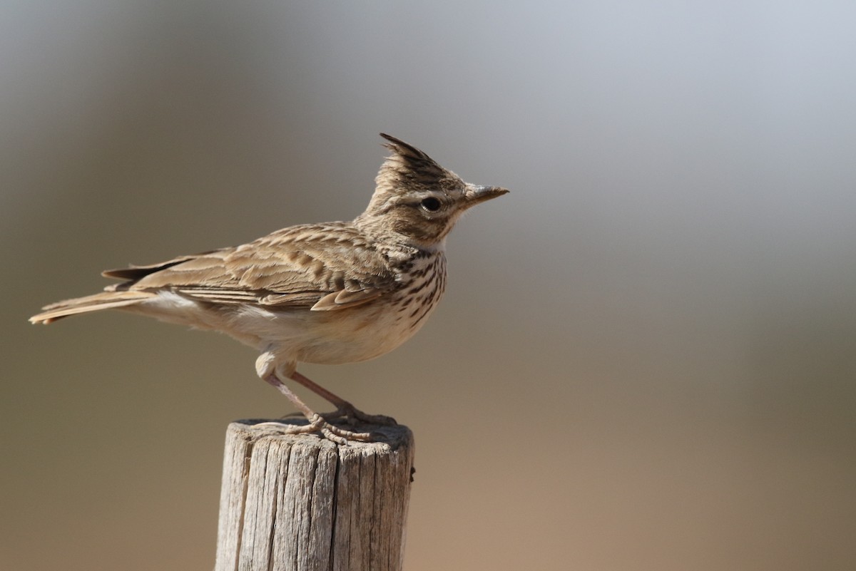 Thekla's Lark - Wojciech Janecki