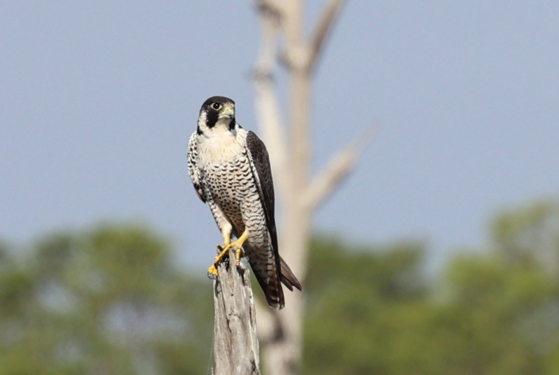 Peregrine Falcon - Wes Kolb