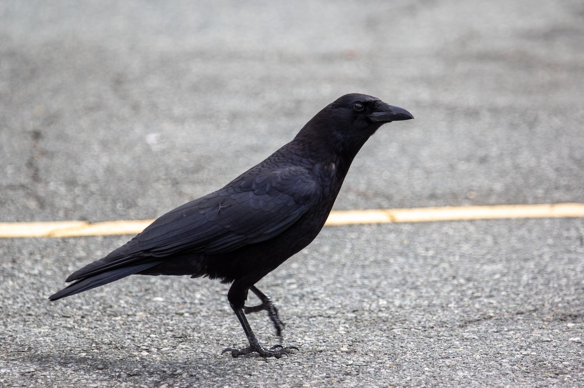 American Crow - ML423120481