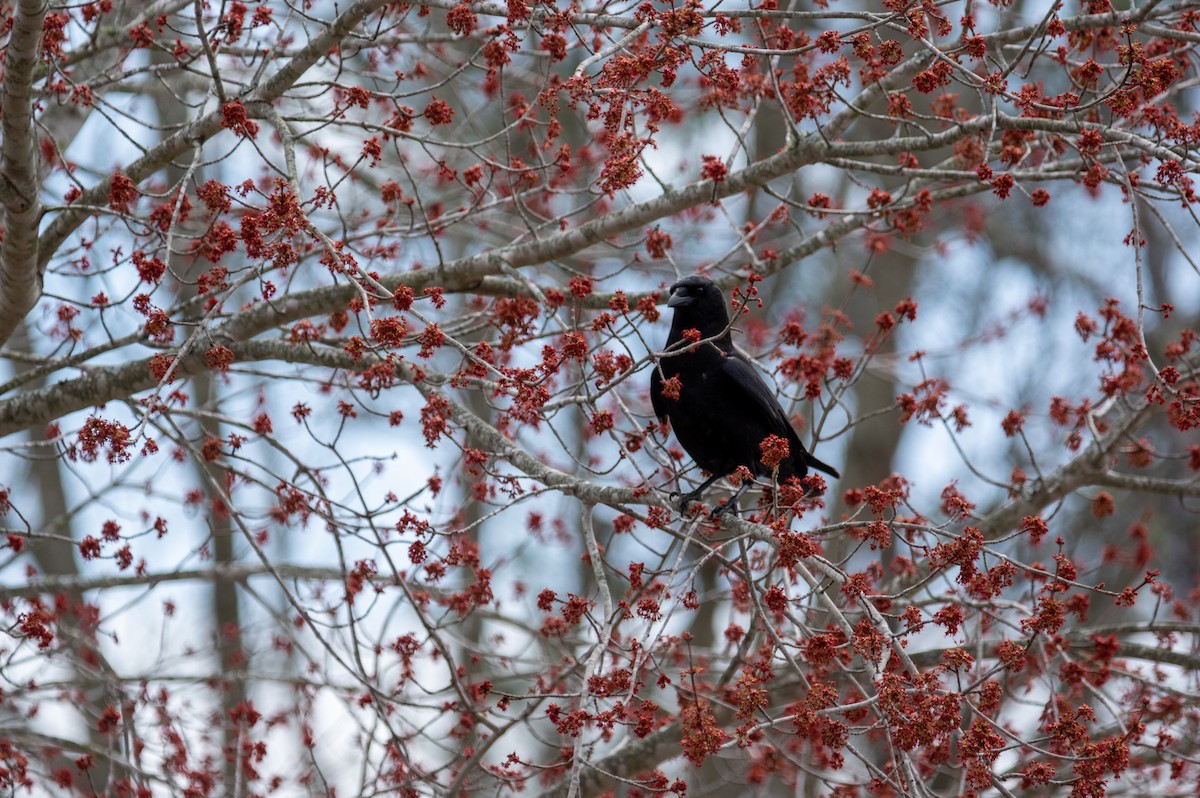 American Crow - ML423120491