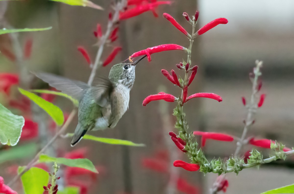 Calliope Hummingbird - ML423120601