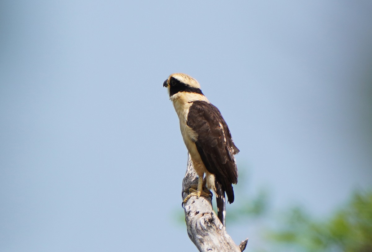 Laughing Falcon - ML423120661