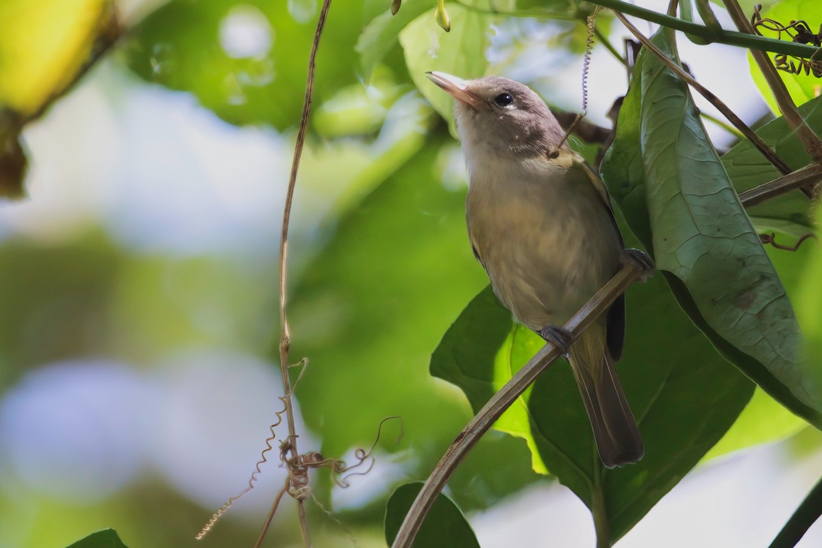 Graukappenvireo (decurtata/darienensis) - ML423120951