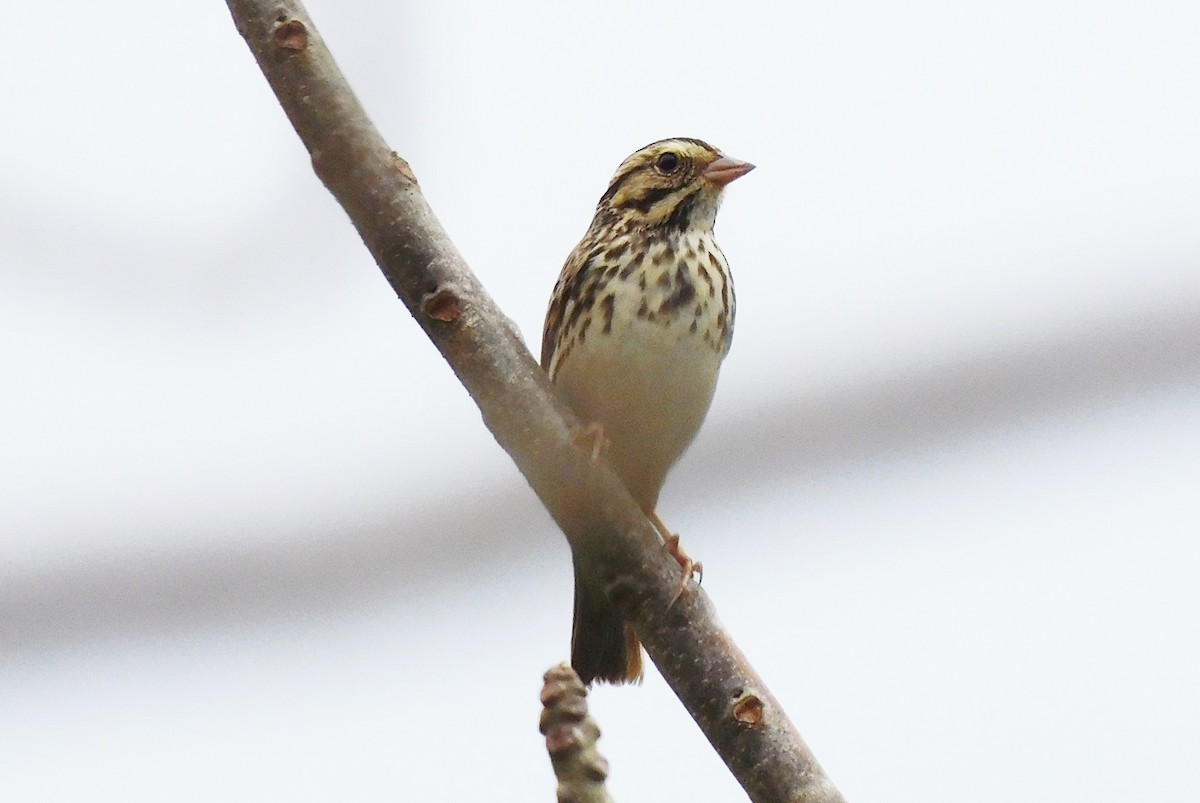 Savannah Sparrow - ML423121111