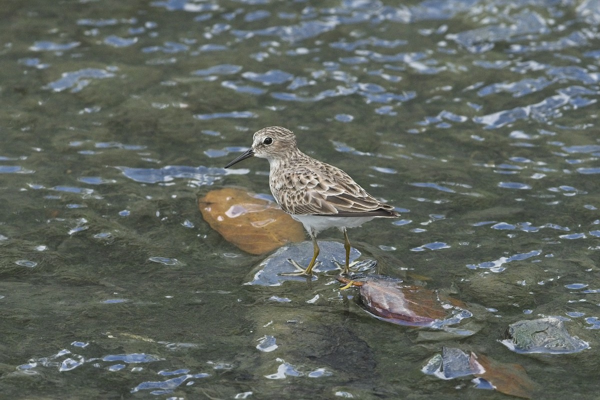 pygmésnipe - ML423121181