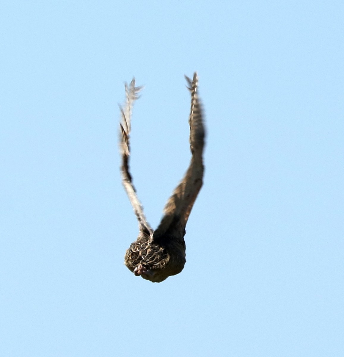 Spotted Nothura - ML423121341