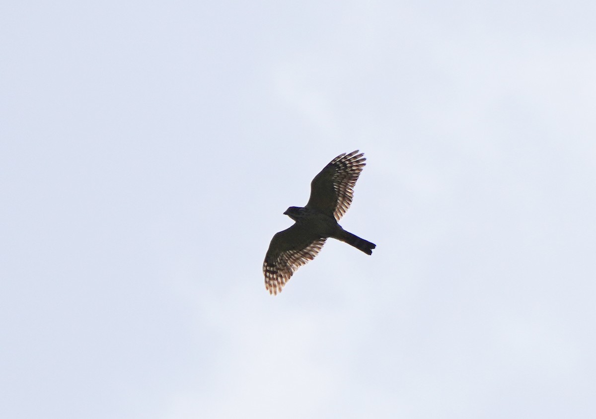 Double-toothed Kite - Javier Train Garcia