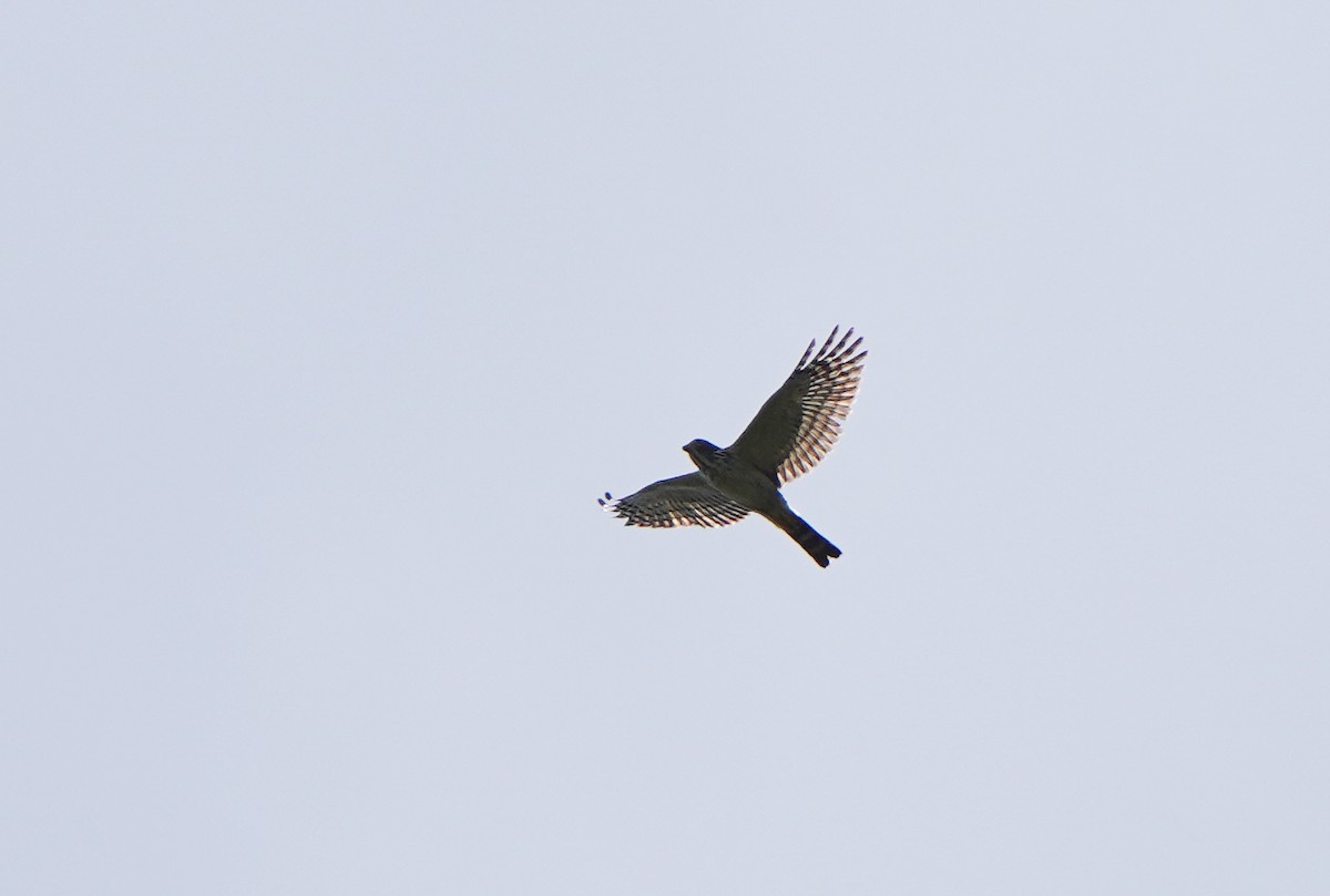 Double-toothed Kite - ML423121761