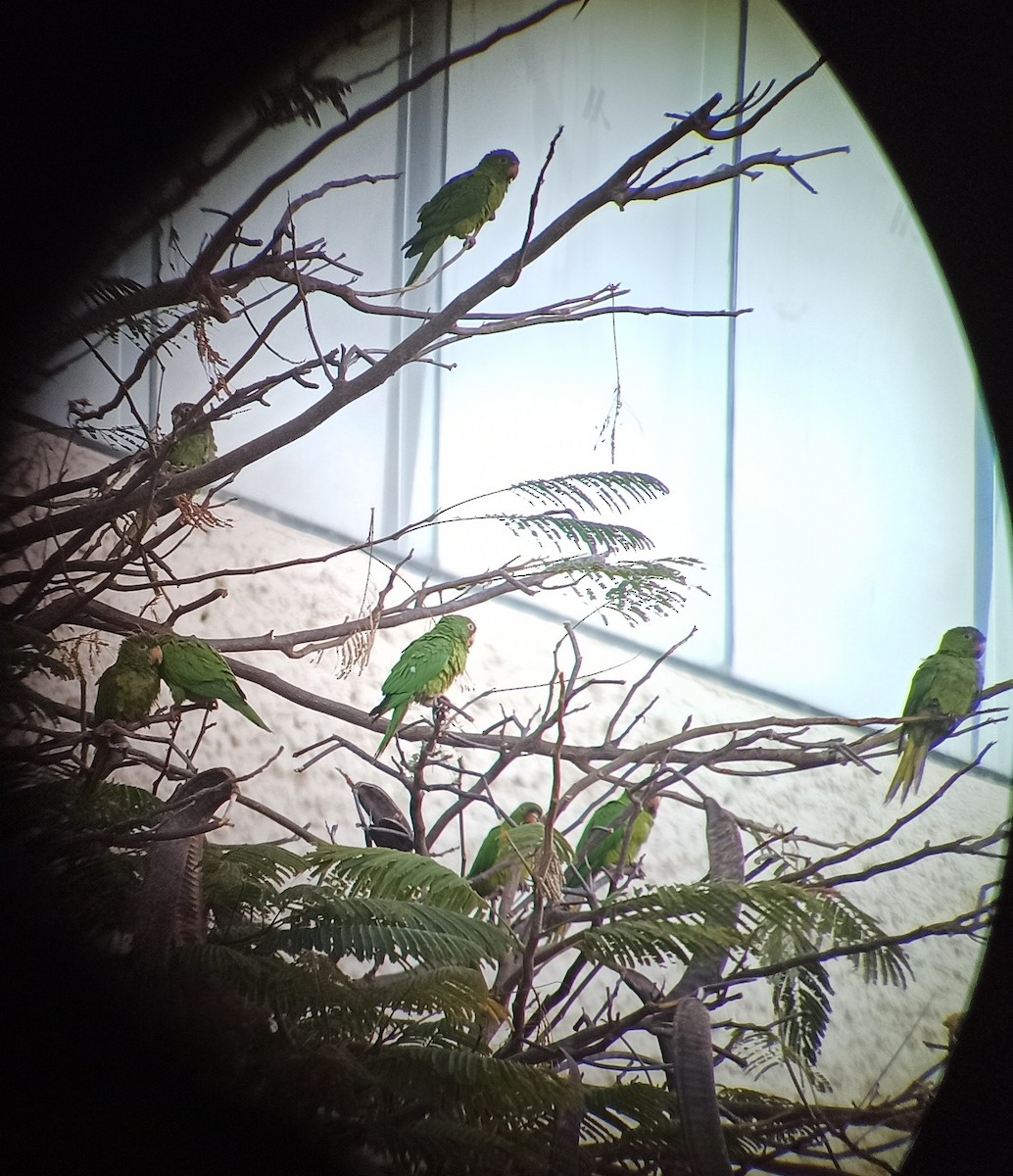 Meksika Yeşil Papağanı (holochlorus/brewsteri) - ML423121991