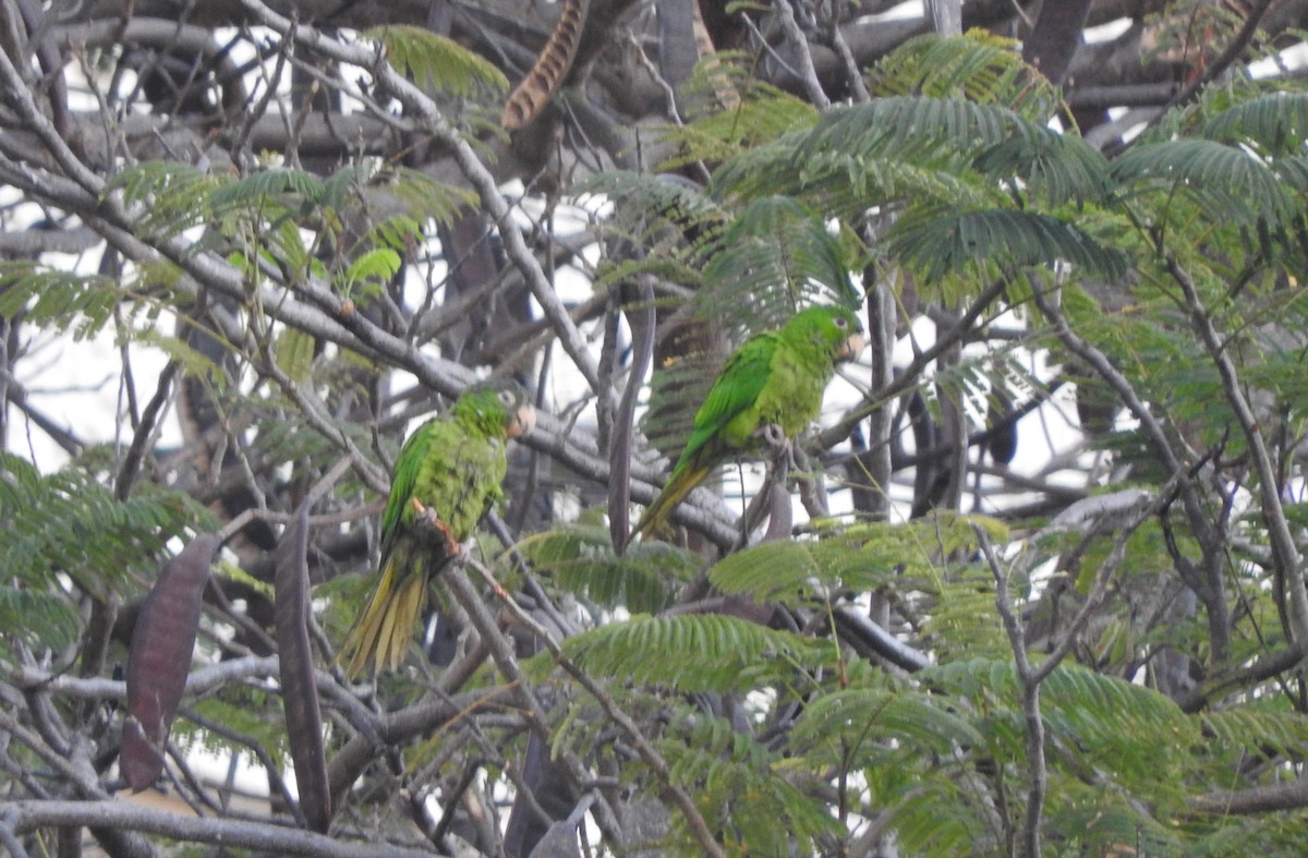 Meksika Yeşil Papağanı (holochlorus/brewsteri) - ML423122261