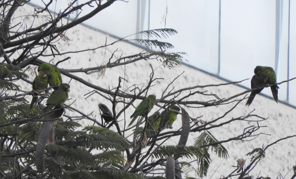 Meksika Yeşil Papağanı (holochlorus/brewsteri) - ML423122451