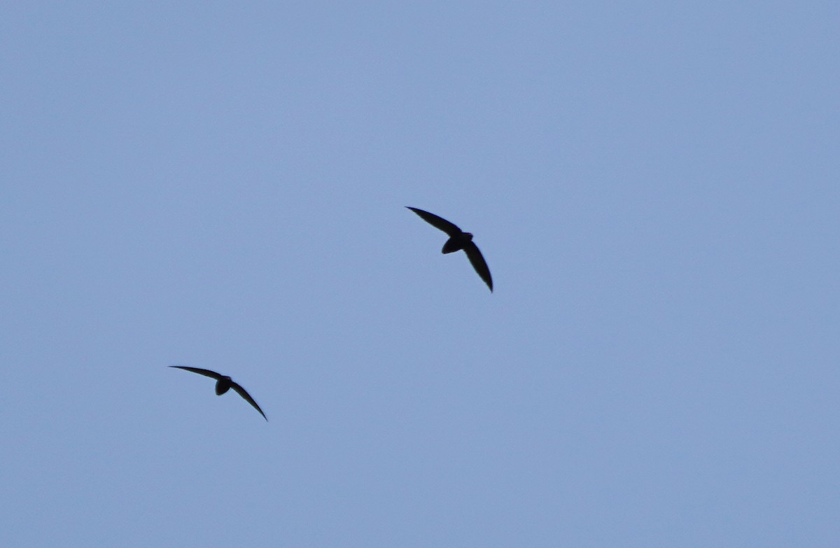 Short-tailed Swift - Javier Train Garcia