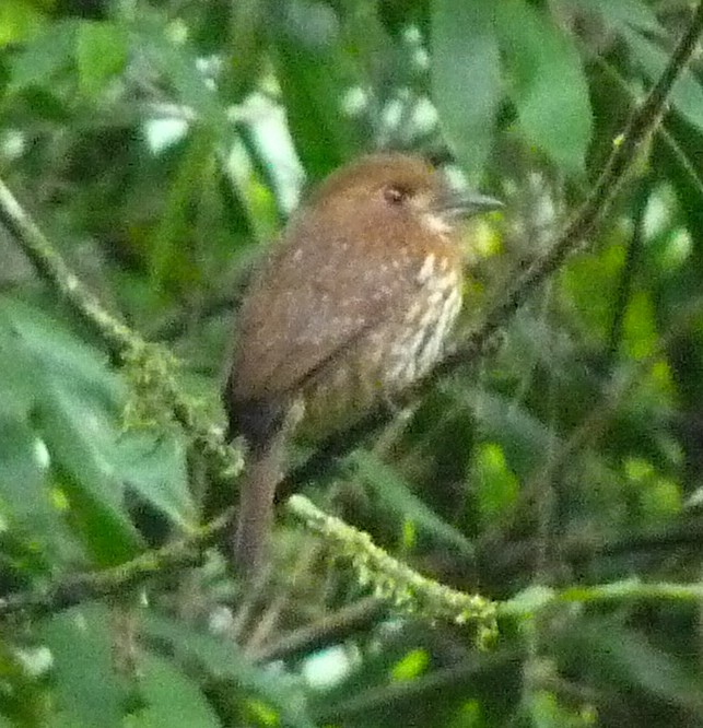 lenivka bělovousá - ML423122761