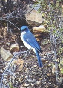 Mexican Jay (Couch's) - ML423122871