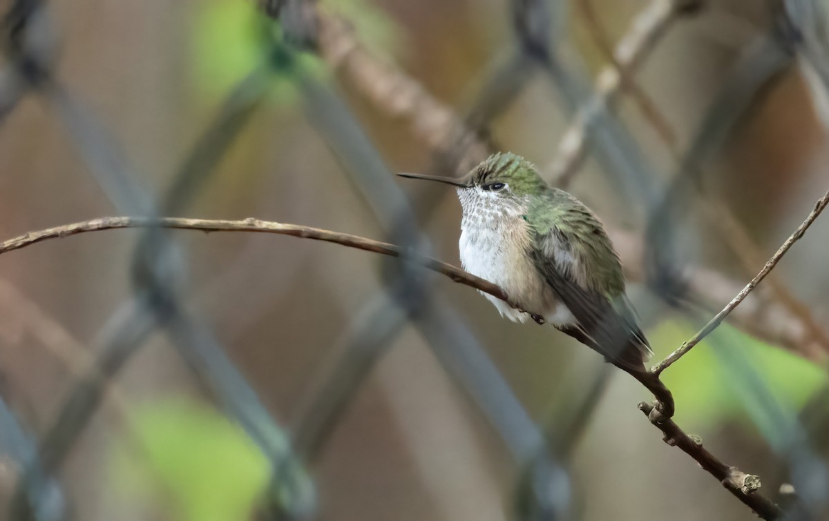 Calliope Hummingbird - ML423123011
