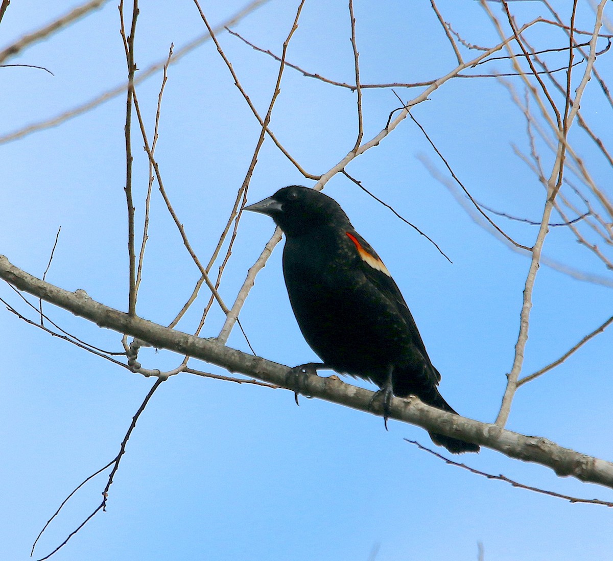 Red-winged Blackbird - ML423123611