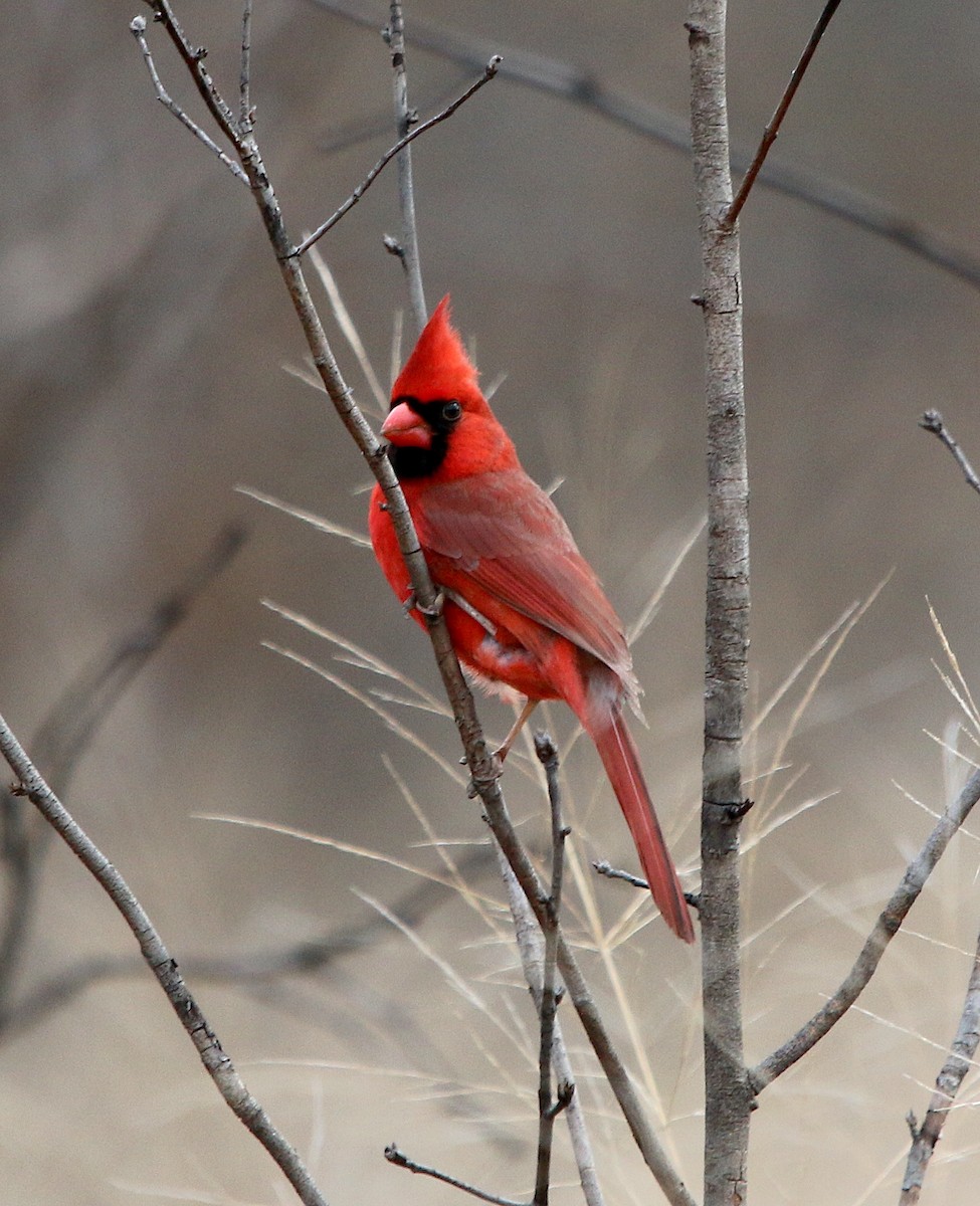 Northern Cardinal - ML423123701
