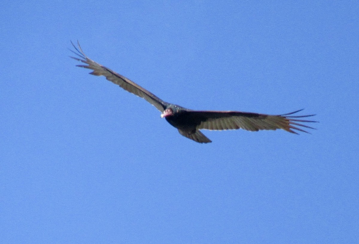 Turkey Vulture - ML423123901