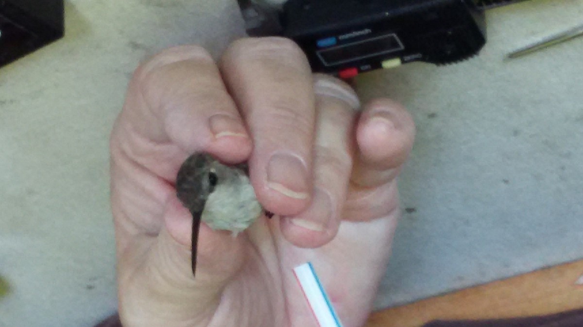 Black-chinned Hummingbird - ML42312431