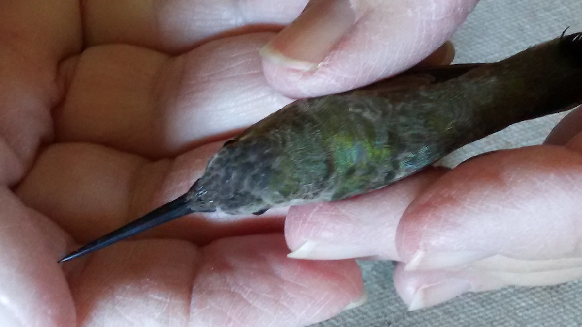 Black-chinned Hummingbird - ML42312501