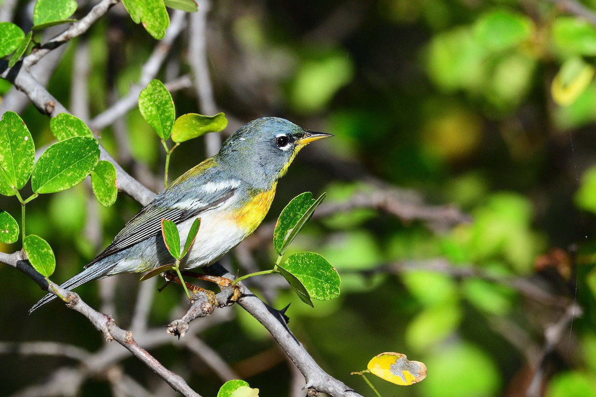 Northern Parula - ML423127401